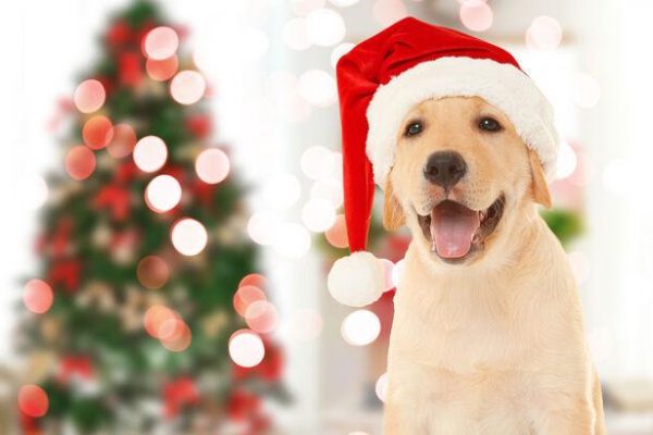 Pause to consider pet gifts