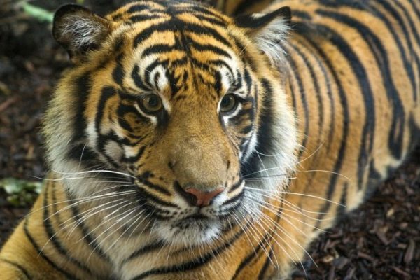 Two tigers at Fort Wayne Children’s zoo test positive for COVID-19