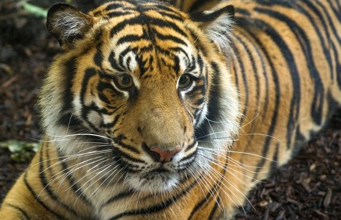 Two tigers at Fort Wayne Children’s zoo test positive for COVID-19