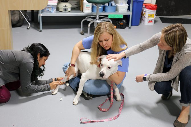 FOR THEIR CARE, COMPASSION AND EXPERTISE, CELEBRATING VETERINARY TECHNICIANS